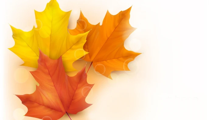 Maple Leaves Bright three orange red and yellow leaves bubbles 2k
