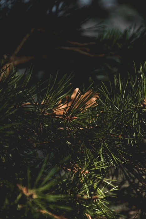 moody green nature macro bokeh hd background wallpaper 2k 4k