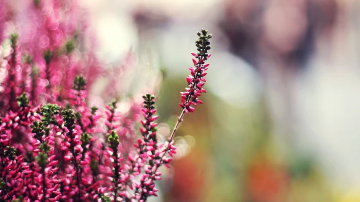 nature bokeh flowers pink depth of field macro 2k