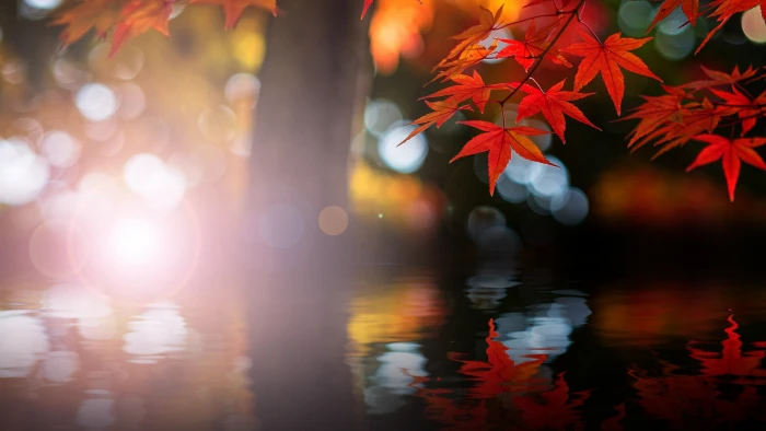 orange maple leafs untitled nature trees leaves bokeh 2k