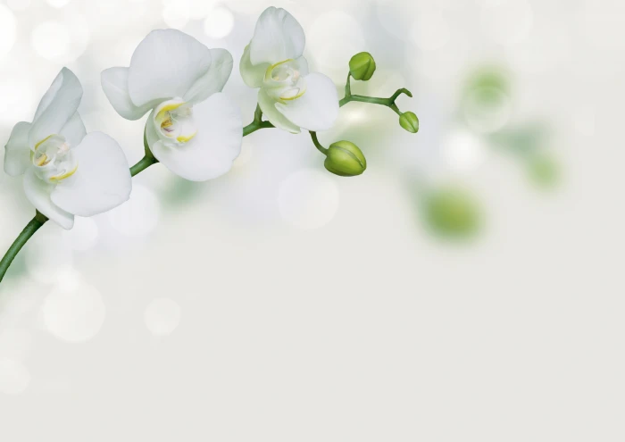 orchid flower flowers bokeh decoupage decorative invitation 2k 4k 5k