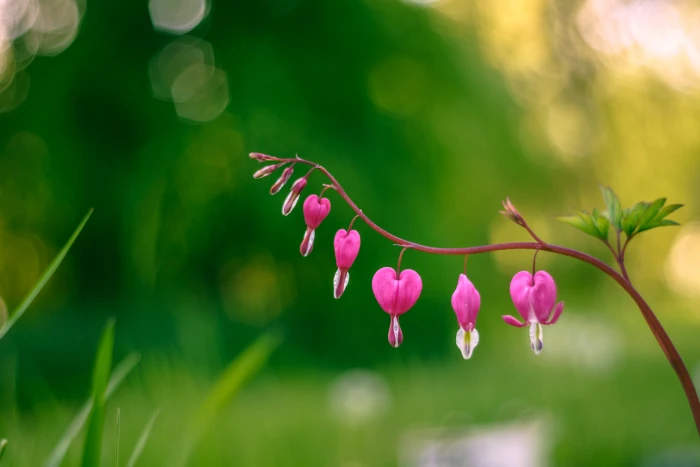 pink bloody heart flower selective photo Everything your desires 2k 4k 5k