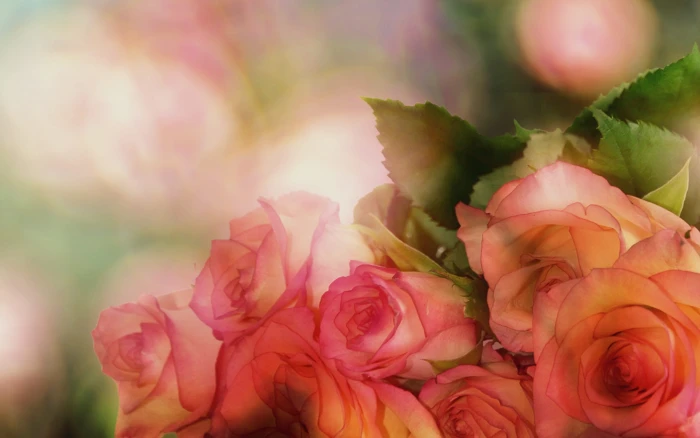 pink roses closeup photo bouquet of flower romantic 2k