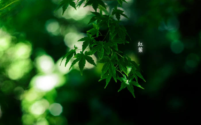plants leaves bokeh green color growth leaf plant part 2k