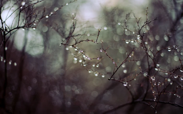 plants water drops depth of field macro branch bokeh tree 2k