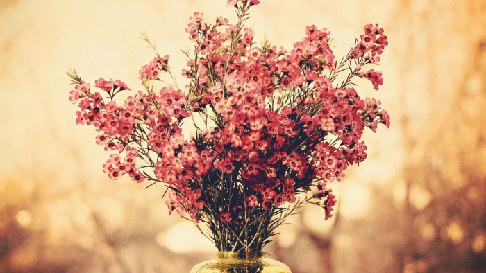 red flowers centerpieced bouquets bokeh plant flowering 2k