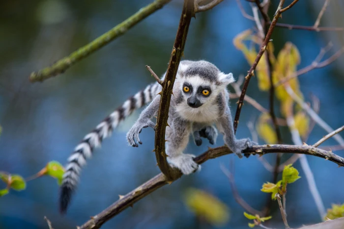 ring tailed Lemur lemur catta 2k 4k 5k
