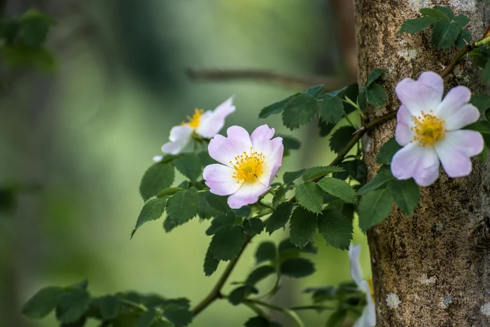 rose branch flowers bokeh 2k