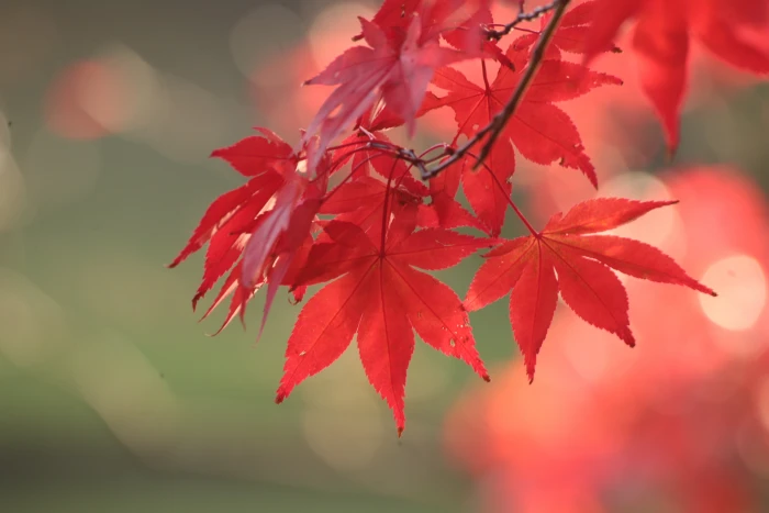 selective focus of red leaf plant Maples Explored leaves 2k 4k