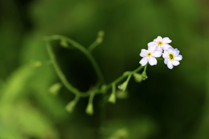 selective focus photo of white petaled flower tiny soft 2k 4k
