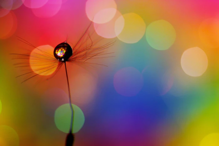 selective focus photography of black bug against bokeh lights 2k 4k 5k