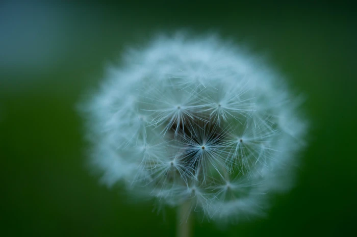 selective focus photography of dandelion flower wonderful Weekend 2k 4k 5k