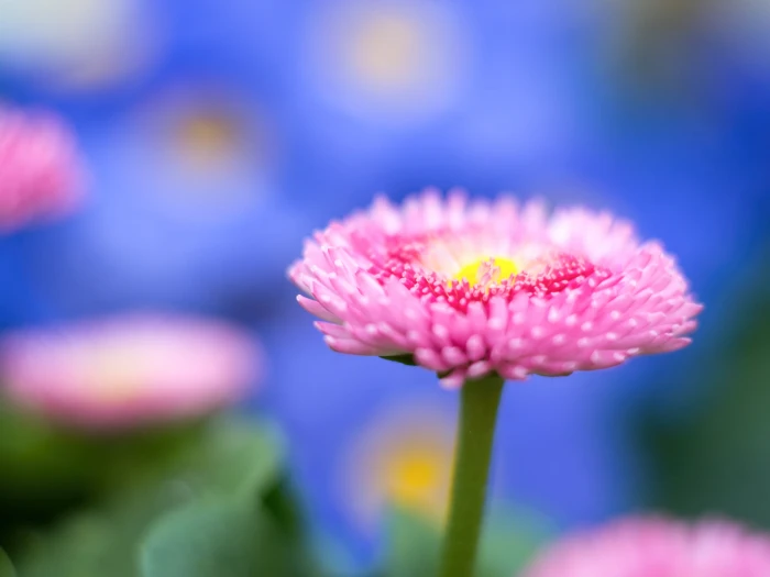 selective focus photography of pink petal flower colours Fr hling 2k