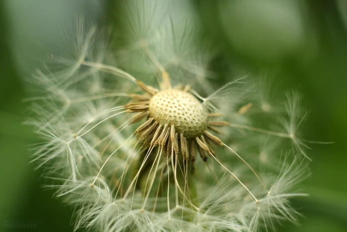 selective focus photography of white dandelion flower macro 2k