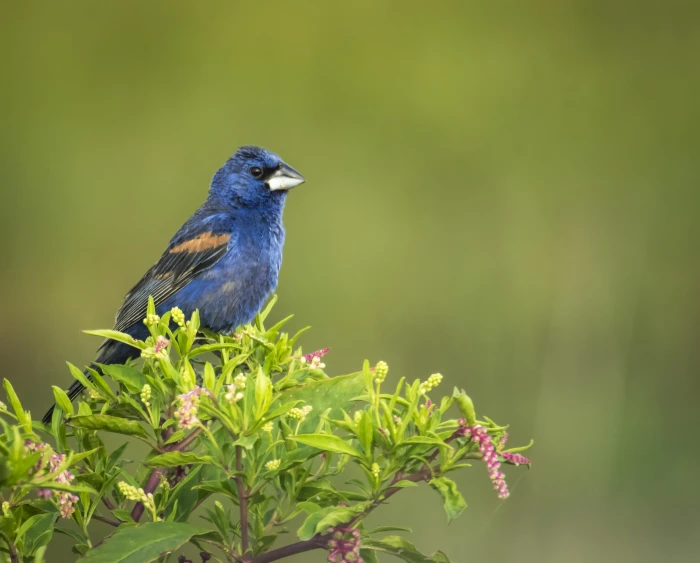 selective photography blue bird on green leaf plants Cardinal 2k 4k