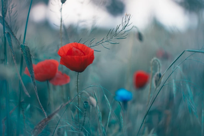 selective photography of red Poppy flowers Helios bokeh 2k 4k 5k
