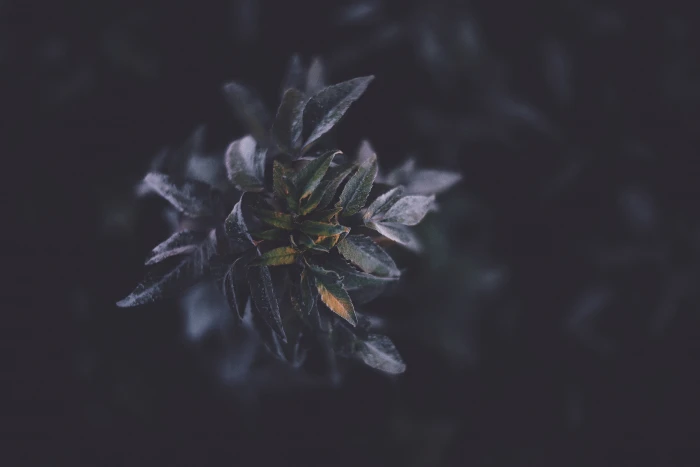 shallow focus photo of leaves flower nature violet dark bokeh 2k 4k 5k