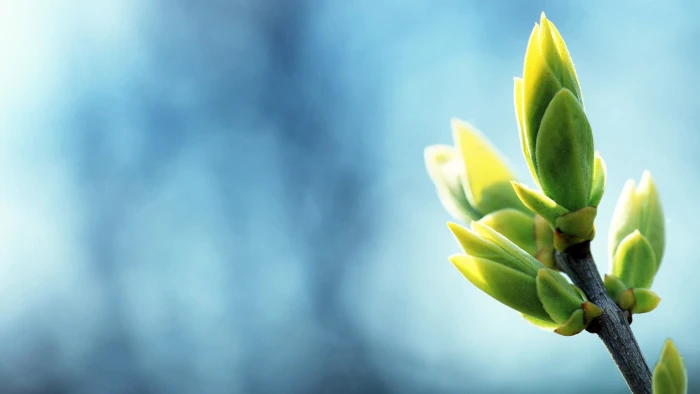 shallow focus photography of green succulent plant plants blue background 2k