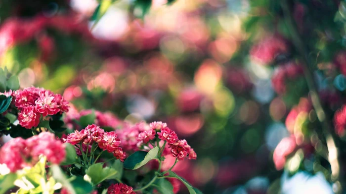 shallow focus photography of pink petaled flowers bokeh nature 2k