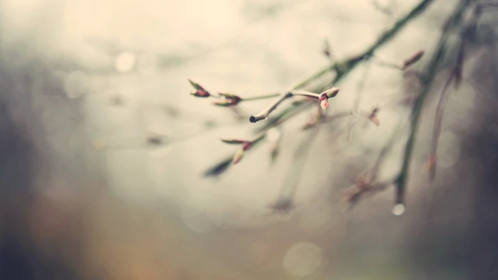 tree branch selective focus photography of with flower buds 2k