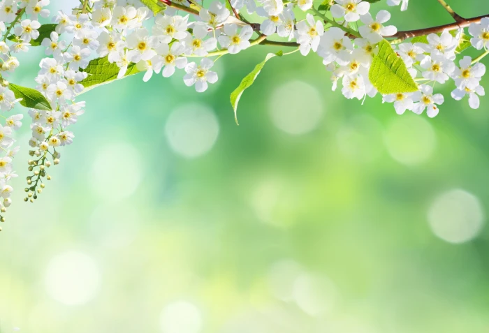 white cherry blossoms flowers nature tree spring petals 9 2k