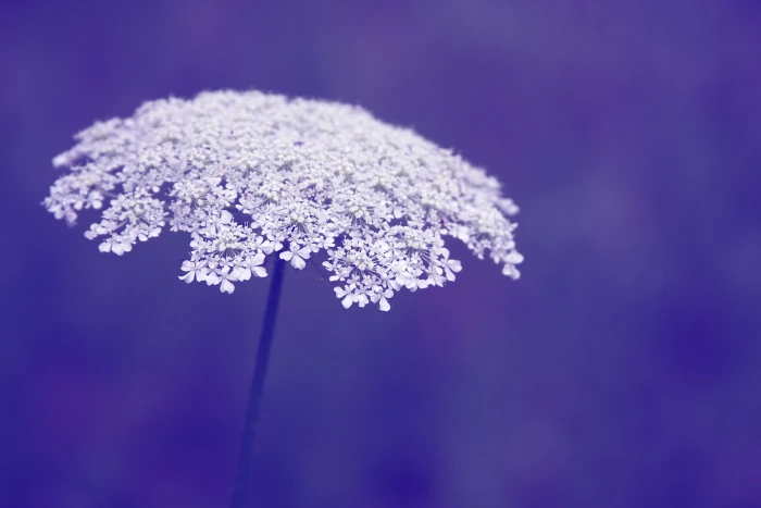 white flower macro photography Queen Anne s lace queen anne 2k 4k