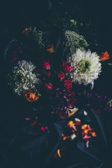 white flowers nature blossom blur bokeh black petals dark 2k
