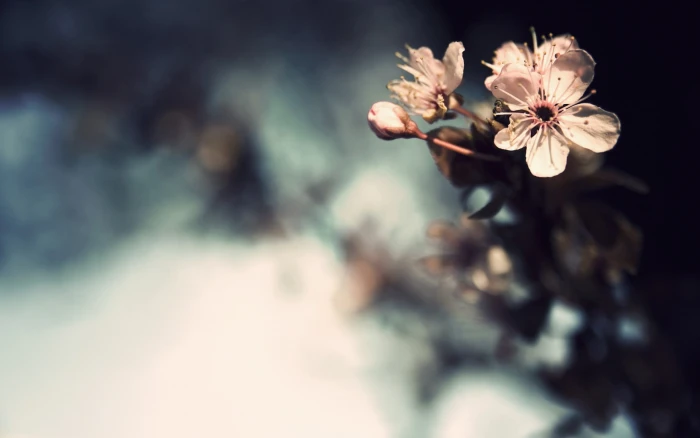 white petaled flower flowers bokeh plants macro flowering plant 2k
