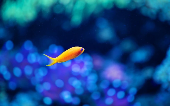 yellow fish in shallow focus shot nature water 2k
