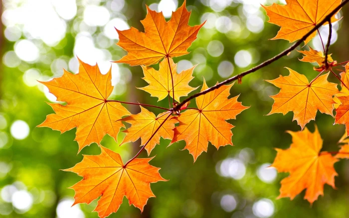 Yellow maple leaves autumn bokeh 2k