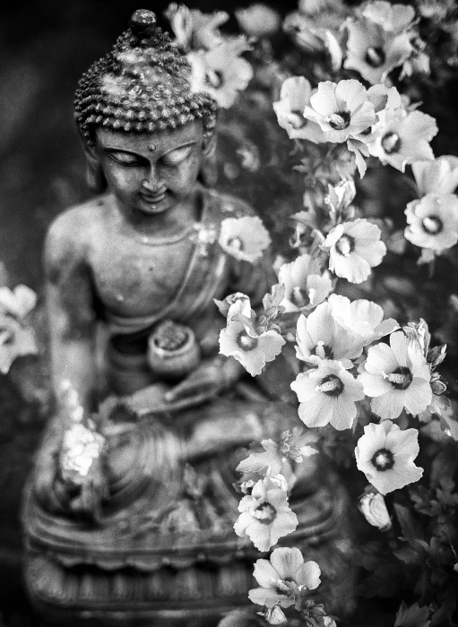 budai beside petaled flowers Buddha Buddhism Religion meditation 2k 4k