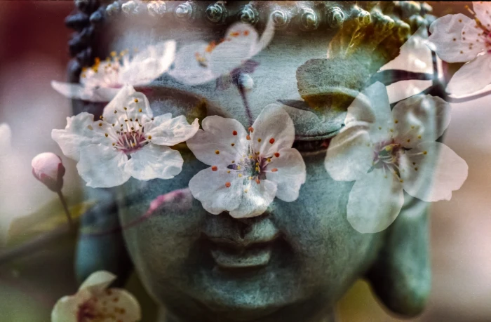 Buddha surrounded by pink flowers buddhism religion peace 2k