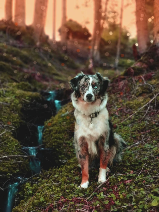 dog australian shepherd blue merle forest bach mystical 2k