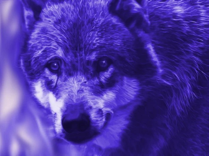 adult fox fantasy wolf blue edited mystical fairy tales 2k 4k