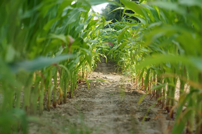 cornfield landscape agriculture arable corn on the cob 2k 4k 5k