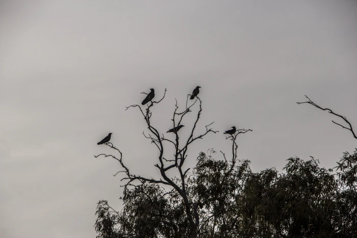 crows dark tree black halloween scary bird raven clouds 2k 4k 5k