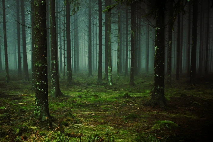forest trees fog tree trunks nature mood colourless pine 2k 4k