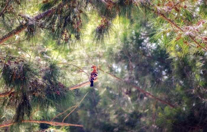 forest trees pine hoopoe bird wildlife nature landscape 2k 4k