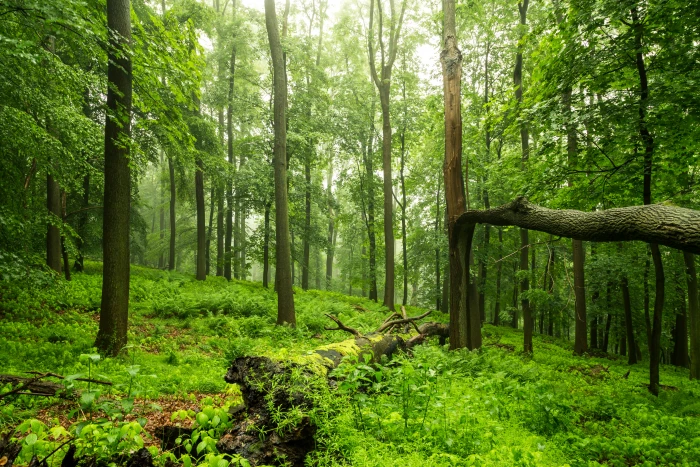 green grass filled forest Harzer W lder wood Forest 2k 4k 5k