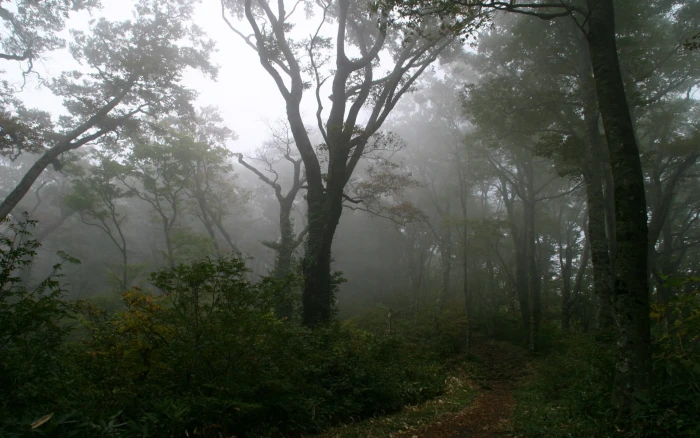 green trees wood track fog haze secret mysticism morning 2k