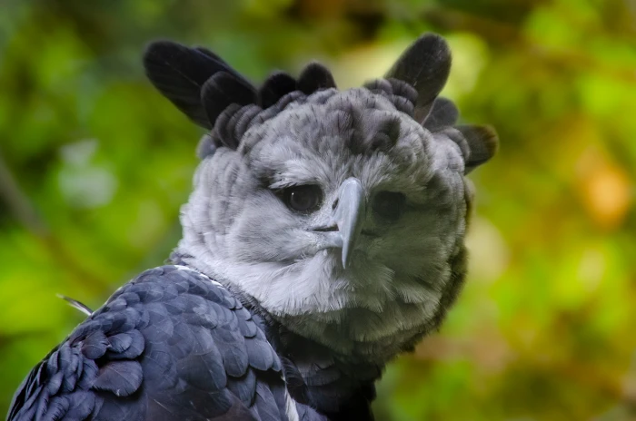 harpy bird of prey raptor south america central 2k 4k 5k