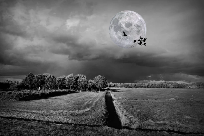 landscape moon bird polder dutch fields ditch horizon 2k 4k 5k