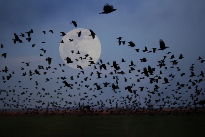 luna birds flight stol night nature mystical fantasy 2k 4k 5k