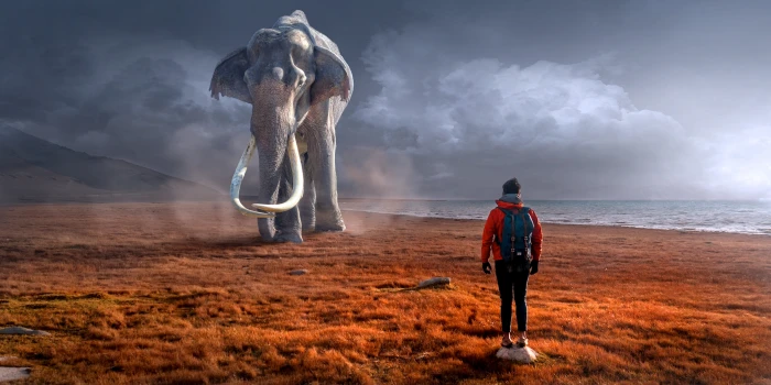 man wearing red jacket standing in front of an gray elephant 2k 4k 5k