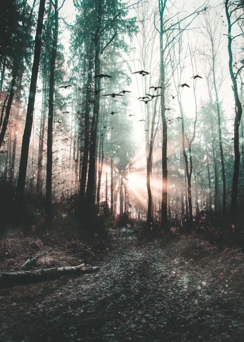 mystic trees rays sun birds forest plant land tranquility 2k