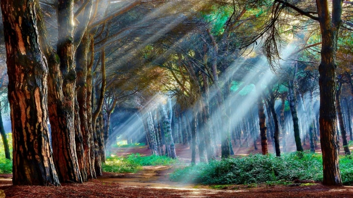 Mystical Forest Wallpaper tree plant land beauty in nature 2k