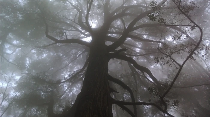 nature art mist tree forest early morning branches mystic 2k 4k
