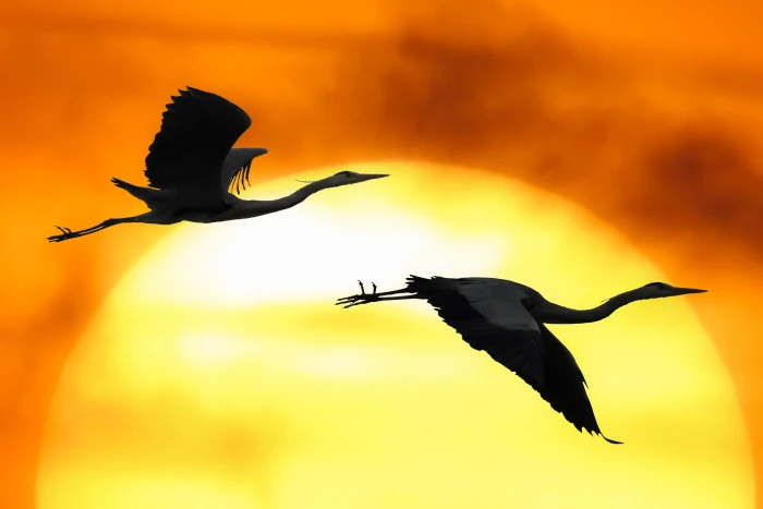 nature sun sunset bird heron flying silhouette wing 2k 4k