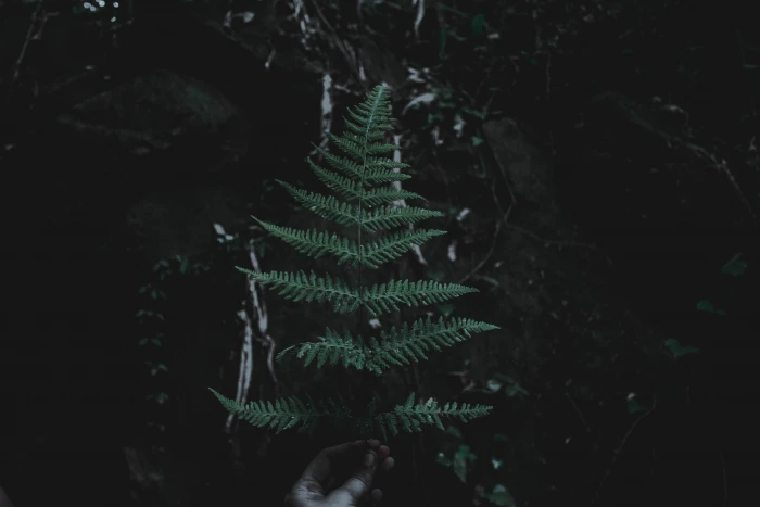 person holding green fern branch closeup photo of leaf 2k 4k 5k