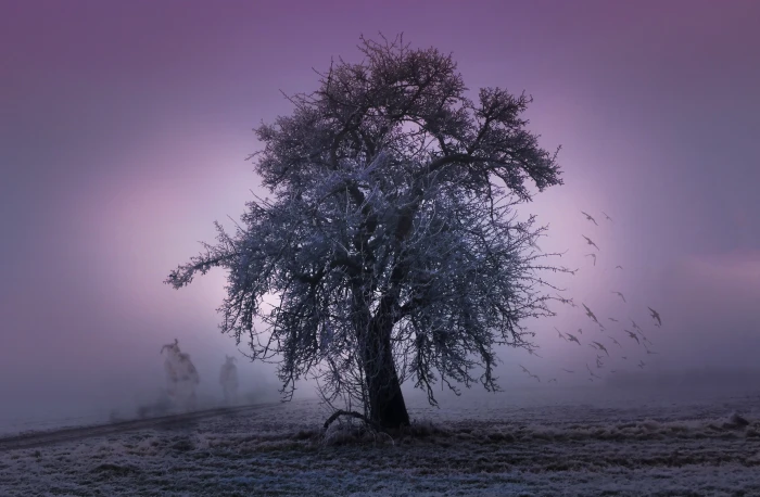 photo of brown tree halloween twelfth night spirit creepy 2k